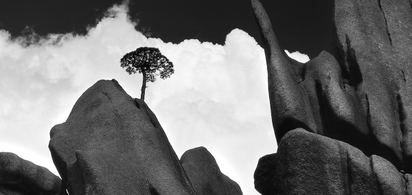 乾鑫配资 黟县“五黑”特色农业产业再添传奇“珠兰黟红”：乾隆贡茶的非遗清凉密码_大皖新闻 | 安徽网